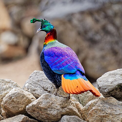 Himalayan monal